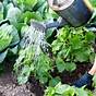 How Much Water Vegetable Garden