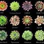Types Of Succulents Chart