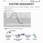 Enzyme Activity Worksheet