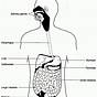 Digestive And Excretory System Worksheet