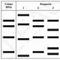 Gel Electrophoresis Basics Worksheet