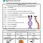 Dna Rna Worksheet Answers