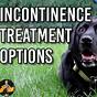 How To Administer Entyce For Dogs