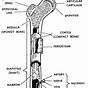 Anatomy Of A Long Bone Worksheet