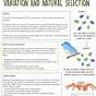 Evolution And Selection Worksheet Answers