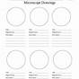 Microscope Observation Worksheet