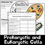 Worksheets On Prokaryotes And Eukaryotes