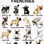 Frenchie French Bulldog Dna Color Chart