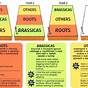 Vegetable Groups For Crop Rotation