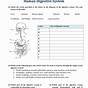 Digestive System Worksheet 4th Grade