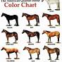Quarter Horse Color And Markings Chart
