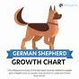 Female German Shepherd Weight Chart