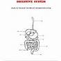 Digestive System Matching Worksheet