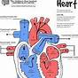 Heart Diagram Labeled Ks3