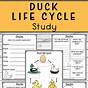 Easy Life Of Cycle Duck Worksheet