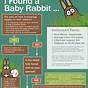 Wild Baby Bunny Age Chart