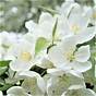 White Flowering Crabapple Tree Pictures
