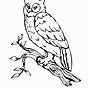 Free Coloring Pages Of Owls