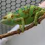 Male Veiled Chameleon Colors