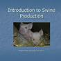 Swine Production And Management Pdf