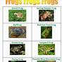 Types Of Frogs Chart