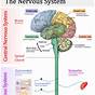 Nervous System Chart Psychology