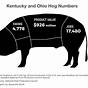 Wild Hog Size Chart