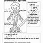 Worksheets For Circulatory System