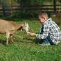 Goat Diet Goat Feeding Chart