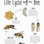 Bees Life Cycle Facts