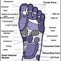 Foot To Body Chart