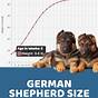 Female German Shepherd Weight Chart