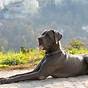 Great Dane Growth Chart Male