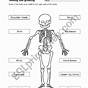 The Human Skeleton Worksheet
