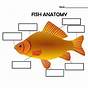 Fish Anatomy Worksheets