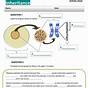 Genes And Chromosomes Worksheet