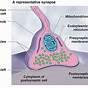 Describe The Components Of A Chemical Synapse