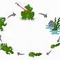 Picture Of Life Cycle Of A Frog