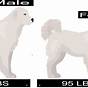 Great Pyrenees Growth Chart Female