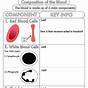 Components Of Blood Worksheet Answers