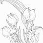 Printable Tulip Coloring Pages