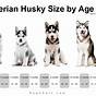 Husky Growth Chart By Month