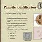 Goat Parasite Identification Chart