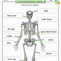 Labeling Bones Worksheet