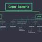 Gram Negative Bacteria Flow Chart