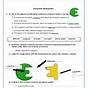 Enzymes Review Worksheet Answer Key Biology 1