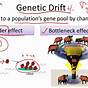 Give An Example Of Genetic Drift