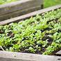 Rotating Vegetable Garden Crops