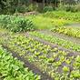 Vegetable Family Crop Rotation