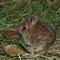 How Many Babies Do Cottontail Rabbits Have